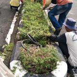 Yosomiharjo (Rumput)