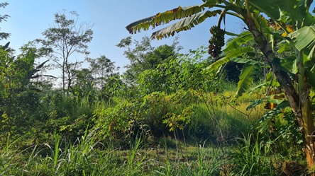 452, ibu sherly pengging, 1500m, 300rb permeter kebun.jpg