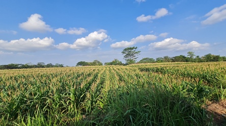 474, 2600, 400rb permeter, pak sutrisno.jpg