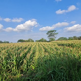 474, 2600, 400rb permeter, pak sutrisno