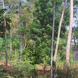 570m, 500jt, edi, 490