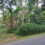 497, pak darsono, 800m, 500jt, ds winong