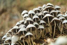Edible Mushrooms.jpg