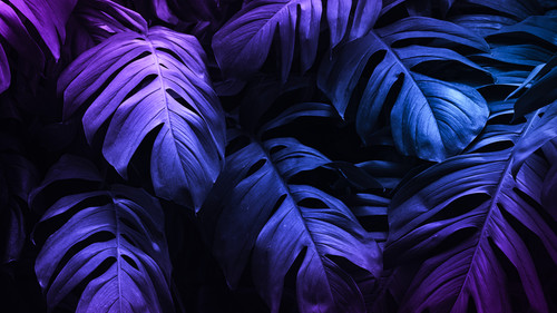 neon tropical monstera leaf banner.jpg
