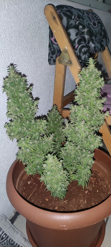 IMG 20220911 214147.jpg