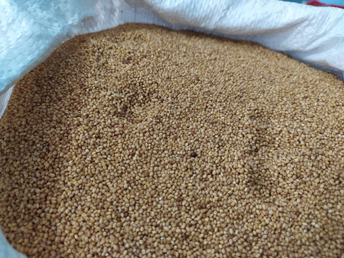 Small Millet Thinai2.jpg