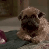 sad dog.gif
