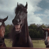 horses laughing.gif