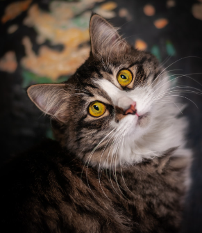 Screenshot 2023 06 17 12.07.47 AM.png