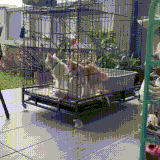 koti1.gif