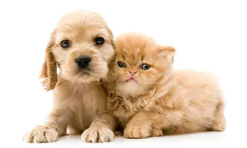 test perro o gato 1 t.jpg.webp