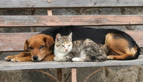 disminucion de perros y gatos callejeros 650x375.jpg