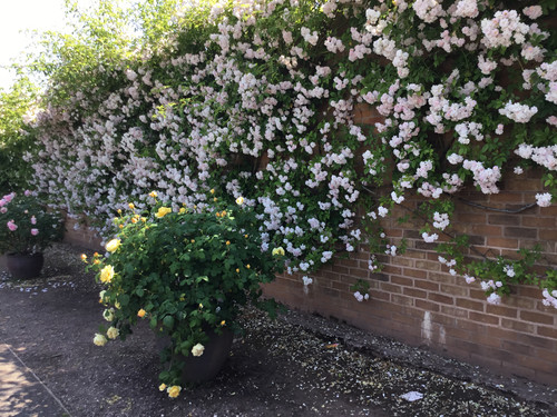 A1FA15D2 916F 484F 83B9 8188E1205035.jpg