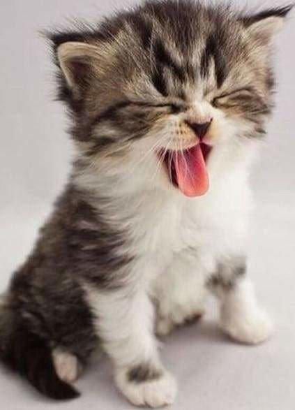 punto de cruz diamante gatito lindo 433 900x.jpg