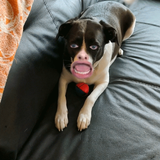 SA Lpzie AV Dog Face 01.png