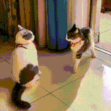 koti4.gif