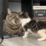 千金拨四两.gif