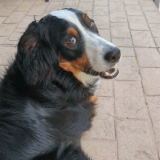 PXL 20230617 115335158 exported stabilized 1687002845613.gif