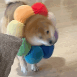 盾狗机.gif