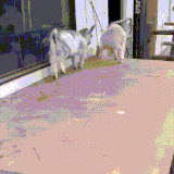 kozli.gif