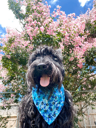 Blue Paw Print Tye Dye Tye dye dog bandana Tye dye cat image 1.jpg