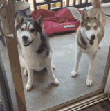 来人啊，给它上个狮头.gif