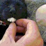 ​喵：好像做了一个被黄飞鸿打的噩梦.gif