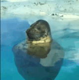 SmartSelect 20230618 183824 Opera.gif