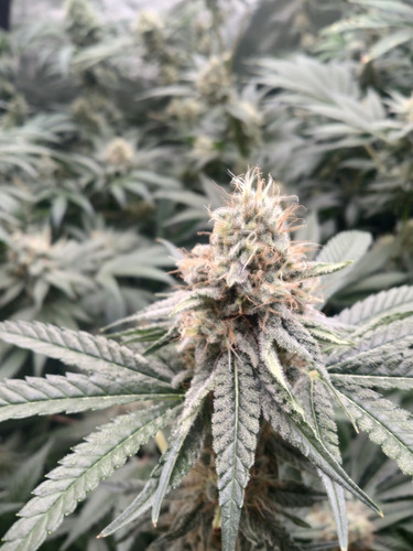 IMG 20230618 190440.jpg