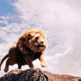 aslan roar.gif