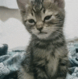 1685541441 14.gif