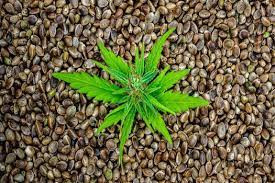 Bulk Marijuana Seeds.jpg