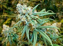 WsUSA Shop - Souvenir Seed Bank Online.jpg