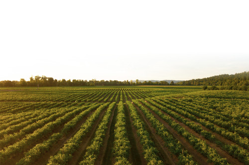 svgviewer output.jpg