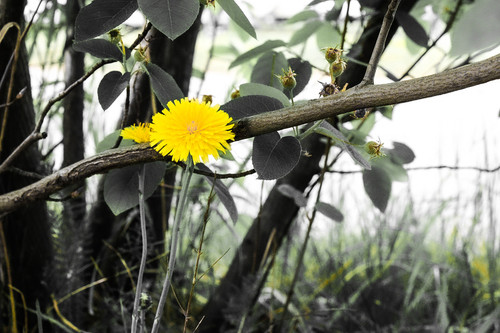 20200419 20200419162723 IMG 2717.jpg