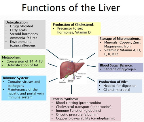 Functions of the Liver.jpg