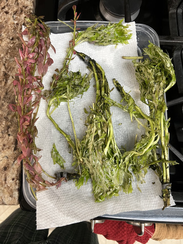 97560239 9A9F 4152 8EA9 FB2922D3A574.jpg