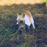 sobakot1.gif