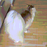 kot3.gif