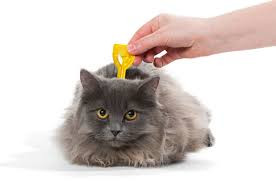Holistic Animal Healer.jpg