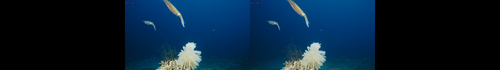 IMAX.Under.The.Sea.3D.2009.1080p.BluRay.Full SBS.DTS.x264 TruHD.mkv 20230426 121225.291.png