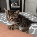 a cf0efb16f0c89d686fe5fa1b9d0b4800.gif