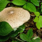 IMG 0843