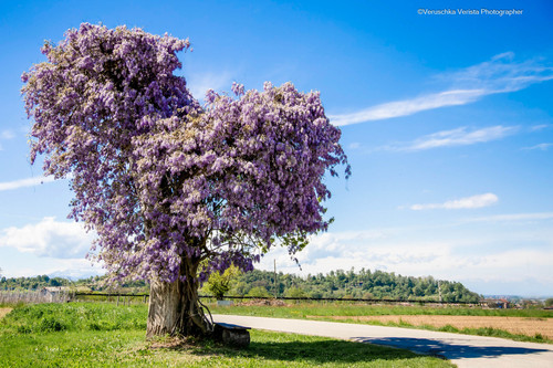 MG 0730 HDR Modifica.jpg