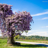  MG 0730 HDR Modifica