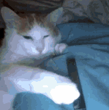 cat vape.gif