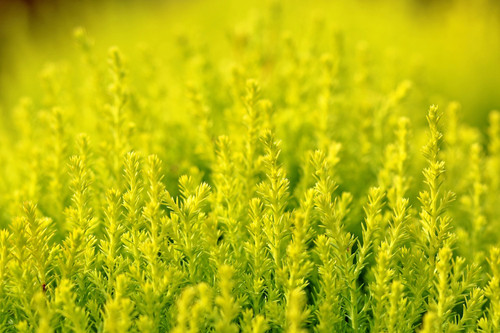 plants g0cbdbe74e 1920.jpg