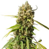 Achetez Des Graines De Cannabis.jpg