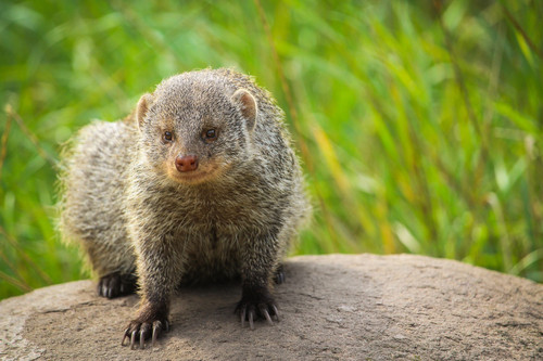 mongoose gedb1a468a 1920.jpg