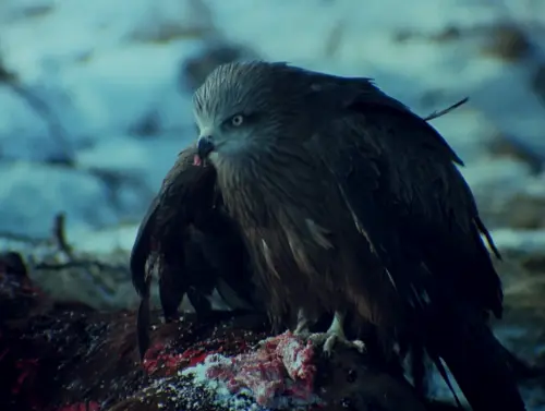 vlcsnap 2023 04 22 05h41m10s881.webp